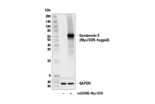 Western Blotting Image 1: Gasdermin E Antibody