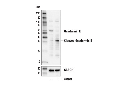 Western Blotting Image 2: Gasdermin E Antibody