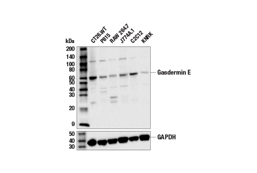 Western Blotting Image 3: Gasdermin E Antibody