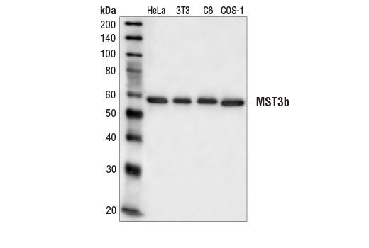 Western Blotting Image 1: MST3b Antibody