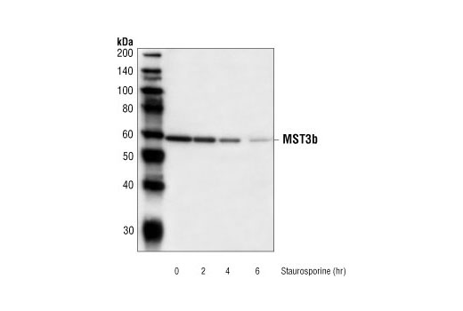 Western Blotting Image 2: MST3b Antibody