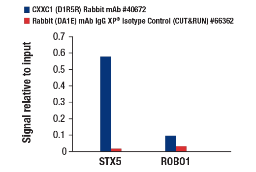 CUT and RUN Image 3: CXXC1 (D1R5R) Rabbit mAb