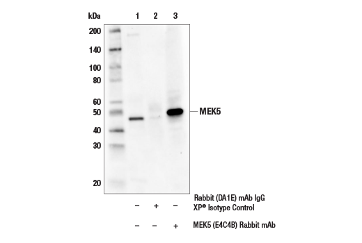 Immunoprecipitation Image 1: MEK5 (E4C4B) Rabbit mAb
