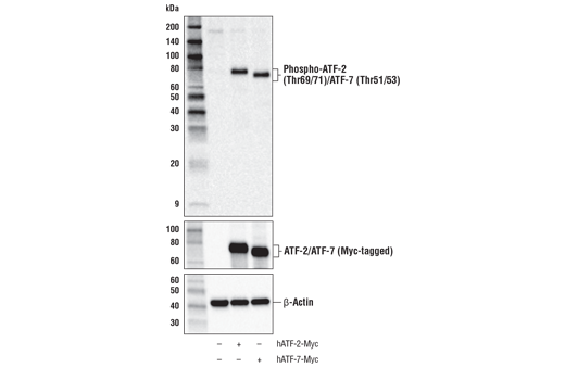 Western Blotting Image 2: Phospho-ATF-2 (Thr69/71)/ATF-7 (Thr51/53) Antibody