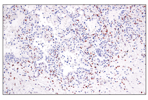 Immunohistochemistry Image 2: Phospho-ATF-2 (Thr69/71)/ATF-7 (Thr51/53) Antibody