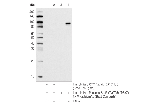 Immunoprecipitation Image 1: Phospho-Stat3 (Tyr705) (D3A7) XP® Rabbit mAb (Sepharose® Bead Conjugate)