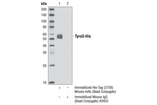 Immunoprecipitation Image 1: His-Tag (27E8) Mouse mAb (Sepharose® Bead Conjugate)