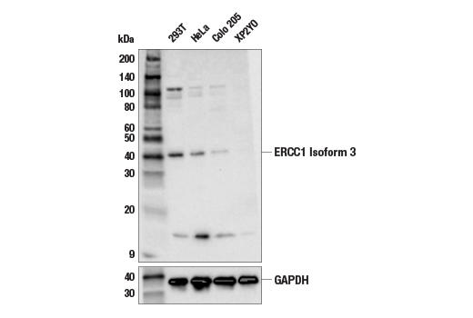 Western Blotting Image 1: ERCC1 Isoform 3 (E6R3Q) Rabbit mAb