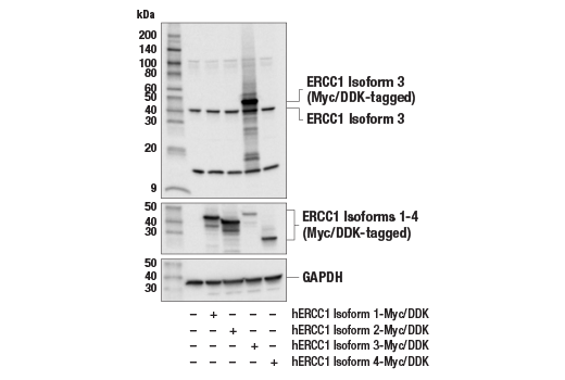 Western Blotting Image 2: ERCC1 Isoform 3 (E6R3Q) Rabbit mAb