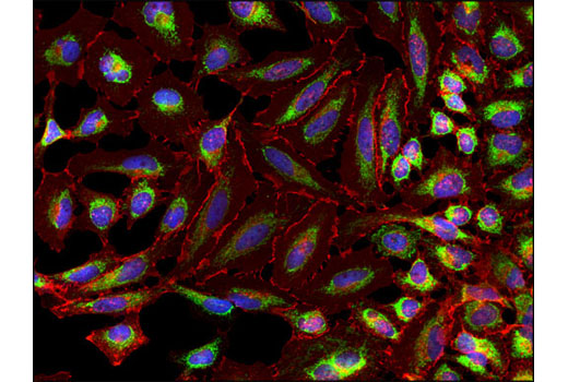 Immunofluorescence Image 1: DAPI