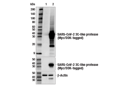Western Blotting Image 2: SARS-CoV-2 3C-Like Protease (E4D3W) Rabbit mAb