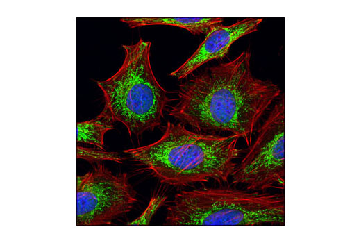 Immunofluorescence Image 1: DRAQ5®