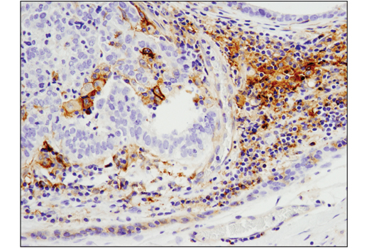 Immunohistochemistry Image 1: CD40 (D8W3N) Rabbit mAb