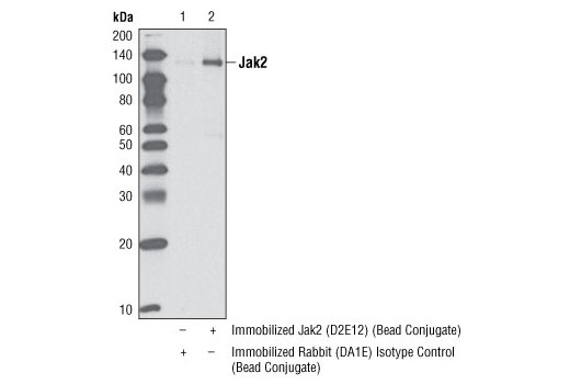 Immunoprecipitation Image 1: Jak2 (D2E12) XP® Rabbit mAb (Sepharose® Bead Conjugate)