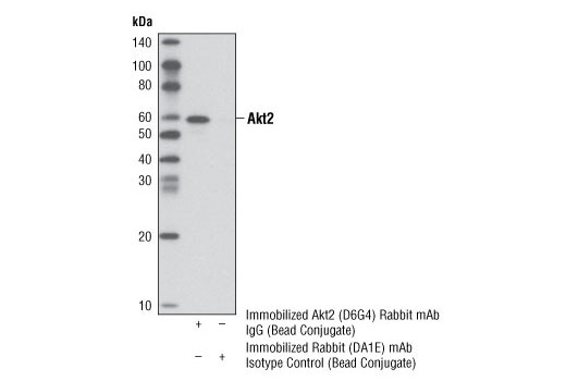 Immunoprecipitation Image 1: Akt2 (D6G4) Rabbit mAb (Sepharose® Bead Conjugate)