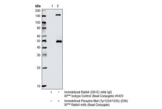 Immunoprecipitation Image 1: Phospho-Met (Tyr1234/1235) (D26) XP® Rabbit mAb (Sepharose® Bead Conjugate)