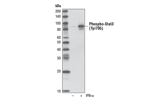 Western Blotting Image 1: Phospho-Stat3 (Tyr705) (D3A7) XP® Rabbit mAb (Biotinylated)