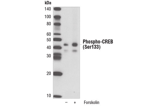 Western Blotting Image 1: Phospho-CREB (Ser133) (87G3) Rabbit mAb (Biotinylated)