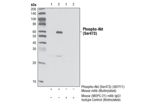 Immunoprecipitation Image 2: Mouse (MOPC-21) mAb IgG1 Isotype Control (Biotinylated)