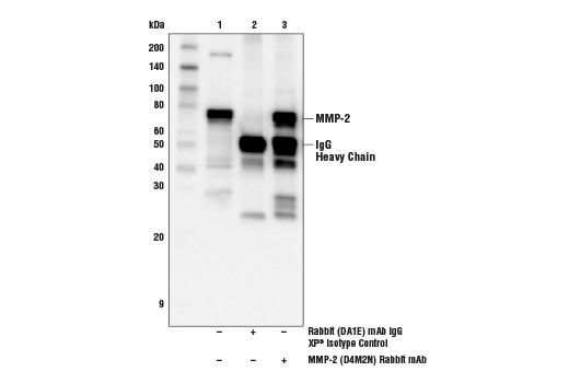  Image 16: ECM Profiling Antibody Sampler Kit