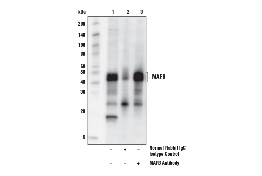 Immunoprecipitation Image 1: MAFB Antibody