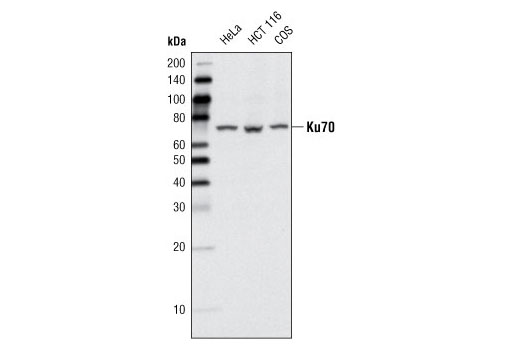 Western Blotting Image 1: Ku70 (D35) Antibody