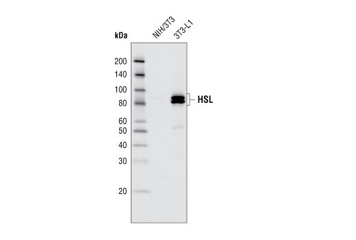 Western Blotting Image 1: HSL Antibody
