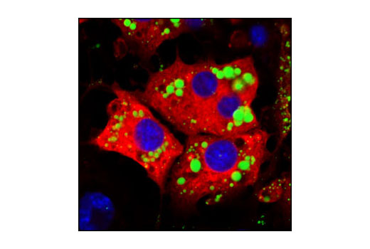 Immunofluorescence Image 1: HSL Antibody