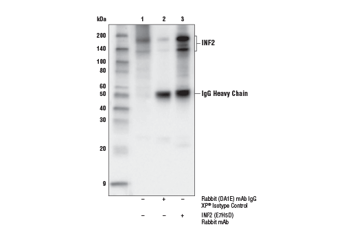 Immunoprecipitation Image 1: INF2 (E7H5D) Rabbit mAb