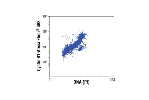 Flow Cytometry Image 1: Cyclin B1 (V152) Mouse mAb (Alexa Fluor® 488 Conjugate)