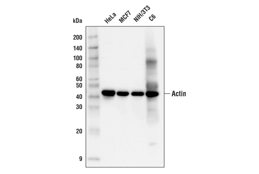 Western Blotting Image 1: Pan-Actin (C4) Mouse mAb