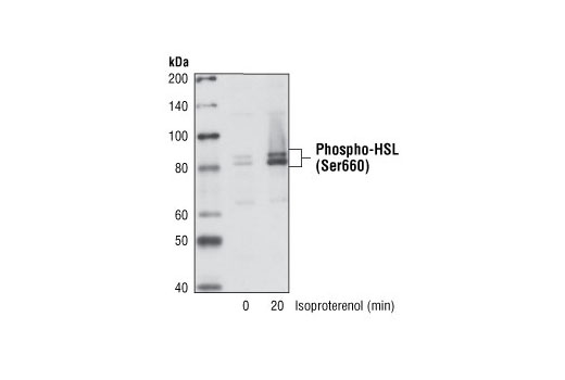 Western Blotting Image 1: Phospho-HSL (Ser660) Antibody
