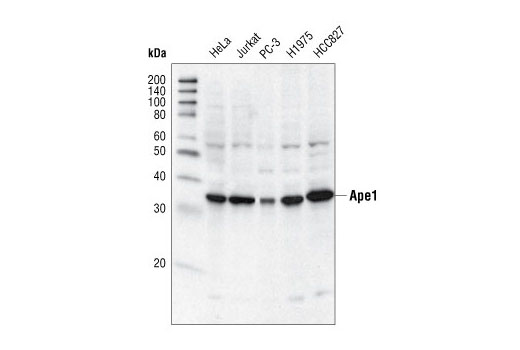 Western Blotting Image 1: Ape1 Antibody