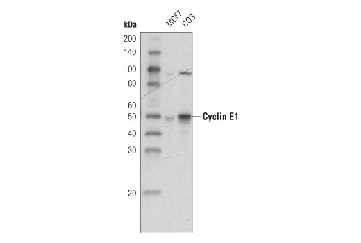 Western Blotting Image 1: Cyclin E1 (HE12) Mouse mAb