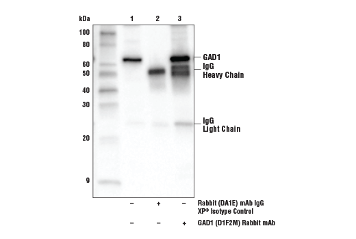 Immunoprecipitation Image 1: GAD1 (D1F2M) Rabbit mAb