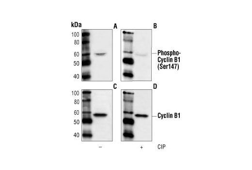 Western Blotting Image 1: Phospho-Cyclin B1 (Ser147) Antibody