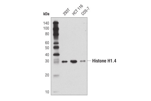 Western Blotting Image 1: Histone H1.4 (D4J5Q) Rabbit mAb