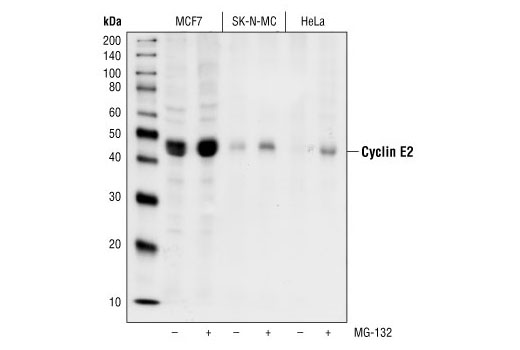 Western Blotting Image 1: Cyclin E2 Antibody