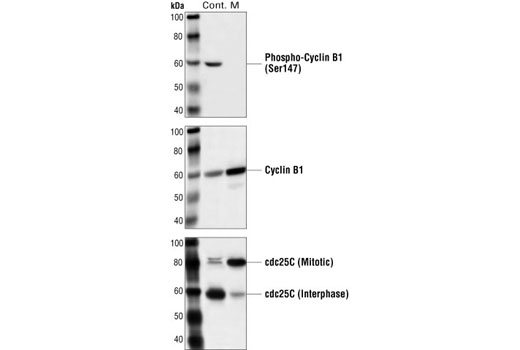Western Blotting Image 1: Cyclin B1 (V152) Mouse mAb