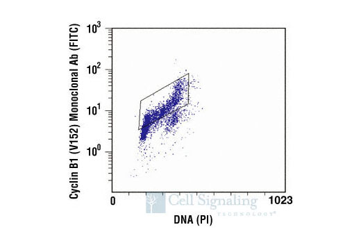 Flow Cytometry Image 1: Cyclin B1 (V152) Mouse mAb