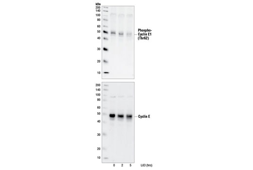 Western Blotting Image 1: Phospho-Cyclin E1 (Thr62) Antibody