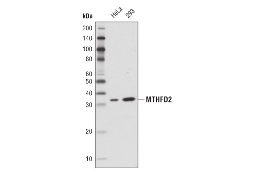  Image 5: One-Carbon Metabolism Antibody Sampler Kit