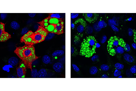 Immunofluorescence Image 1: Phospho-HSL (Ser565) Antibody
