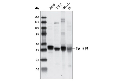 Western Blotting Image 1: Cyclin B1 Antibody