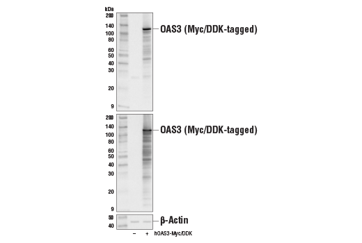 Western Blotting Image 1: OAS3 Antibody