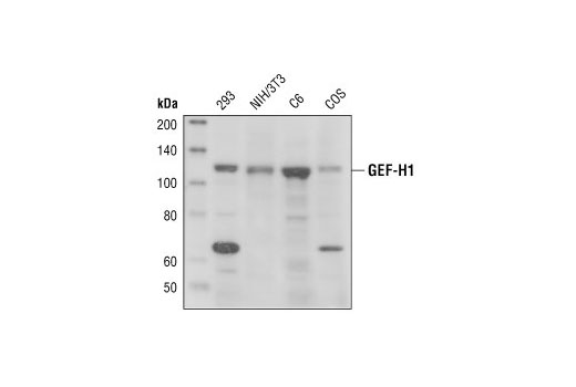 Western Blotting Image 1: GEF-H1 Antibody