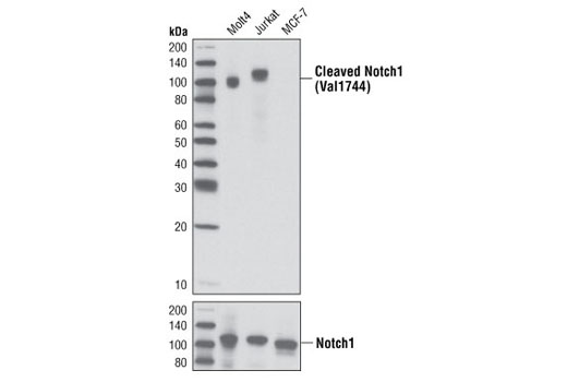  Image 6: Notch Activated Targets Antibody Sampler Kit