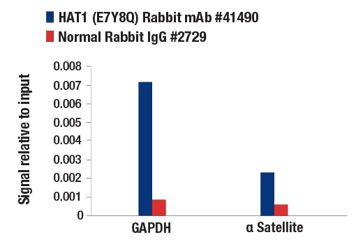 Chromatin Immunoprecipitation Image 1: HAT1 (E7Y8Q) Rabbit mAb
