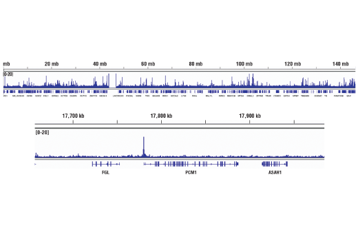 Chromatin Immunoprecipitation Image 2: EGR1 (44D5) Rabbit mAb