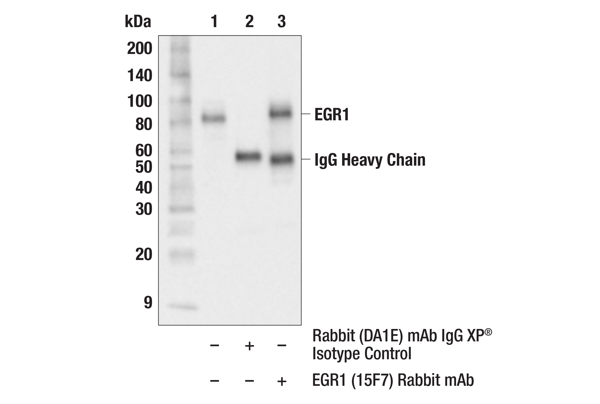 Immunoprecipitation Image 1: EGR1 (44D5) Rabbit mAb